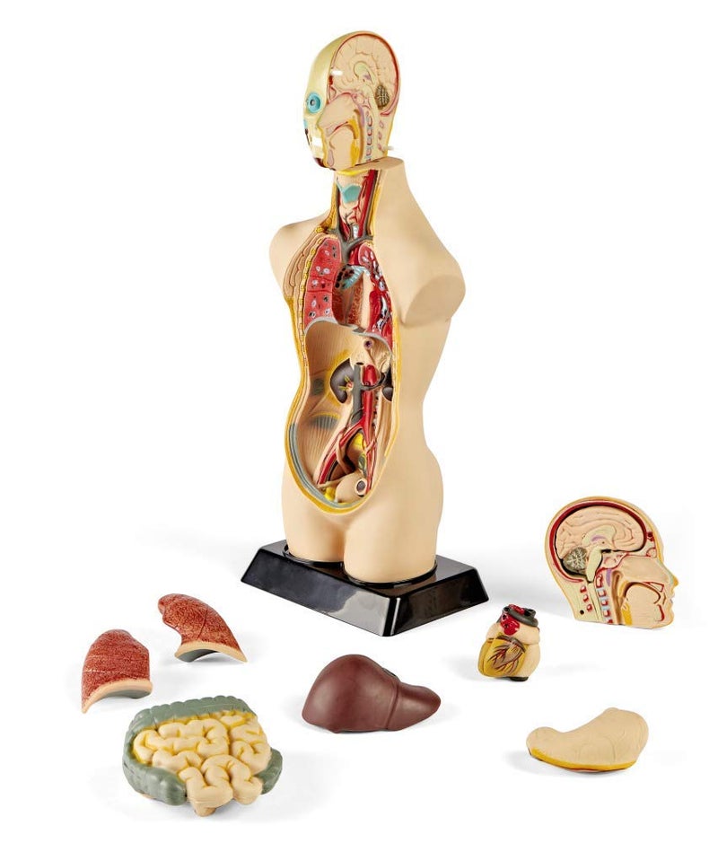 hand2mind 19 Inch Tabletop Human Torso Model, Anatomically Accurate Kit, 10 Removable Human Organs, Anatomy Model for Kids, Human Anatomy Torso Model, Science School Supplies, Trachea Model - Image 1